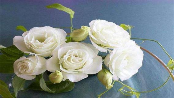 洋桔梗是多年生还是一年生 洋桔梗是多年生还是一年生的