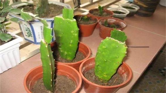 蟹爪兰一次嫁接几层（蟹爪兰一次嫁接几层好）