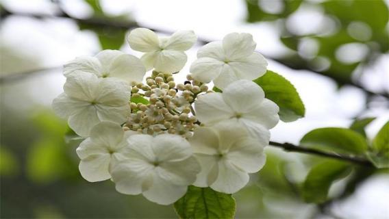 琼花和天目琼花的区别 琼花和天目琼花的区别是什么