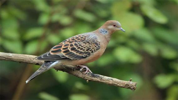 斑鸠可以家养吗 野生斑鸠可以家养吗