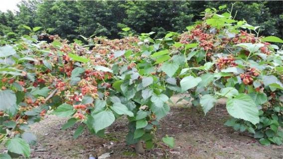 桑葚树的寓意 桑葚树的寓意是什么