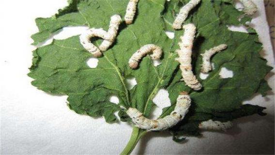 蚕宝宝生病是什么样子 生病的蚕宝宝