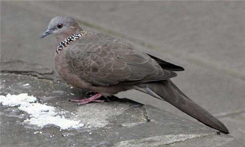 斑鸠吃什么 斑鸠吃什么虫子