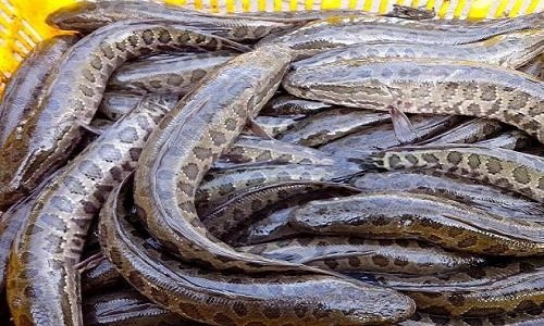 草鲡鱼和黑鱼区别 草鱼和黑鱼是一种鱼吗