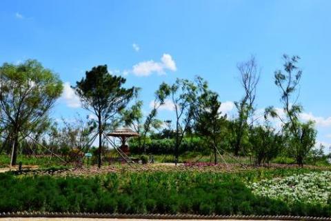 比较松杉柏三科的区别 松杉柏三科的主要特征