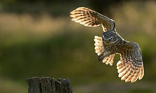 鸮和猫头鹰区别（领角鸮和猫头鹰区别）