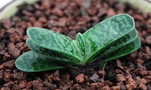 多肉元宝和子宝区别 像元宝的多肉