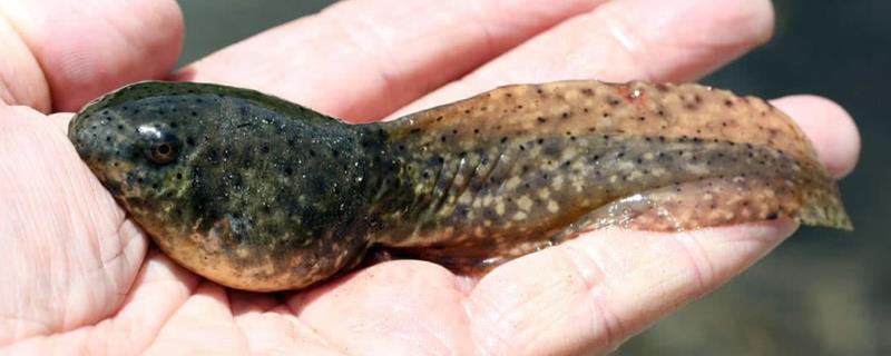 蝌蚪吃什么，如何喂食和饲养（养蝌蚪喂什么食物）