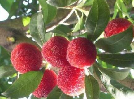 马山杨梅什么时候采摘（今年马山杨梅什么时候采摘）