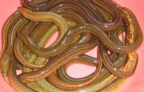 买回来黄鳝可以养几天（买的黄鳝放家里一般能养多久）