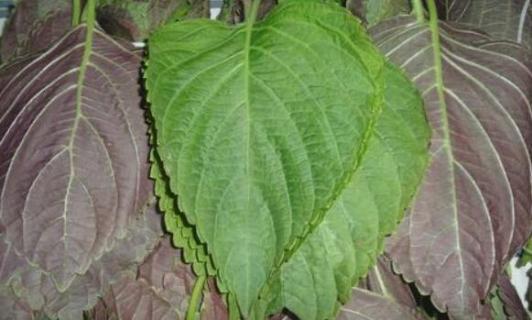 苏子叶就是桑叶吗 苏子叶跟桑叶有什么区别