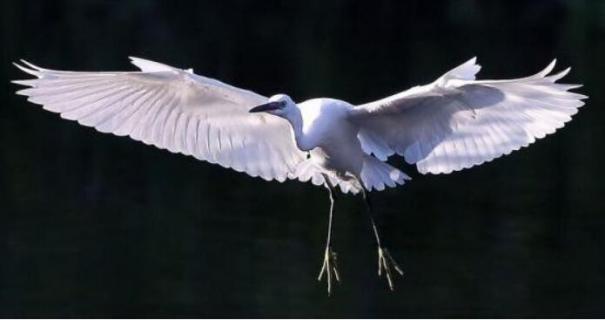 什么鸟吃鱼(什么鸟吃鱼?)