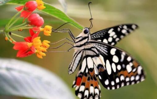 蝴蝶是动物吗 蝴蝶是动物吗为什么