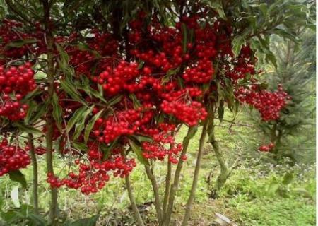 富贵子的果子什么时候剪掉(富贵子要不要剪掉果实)