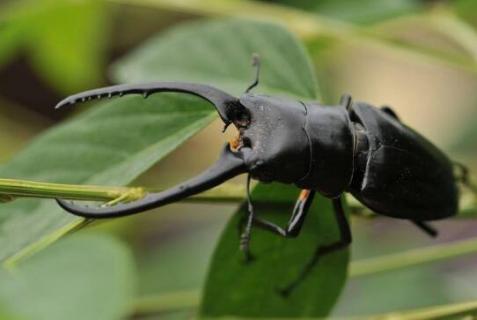 锹甲虫吃什么东西（野生锹甲虫吃什么食物）