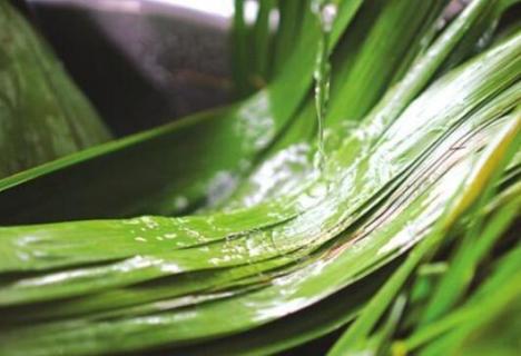 粽子叶是芦苇叶吗 粽叶是不是芦苇叶子