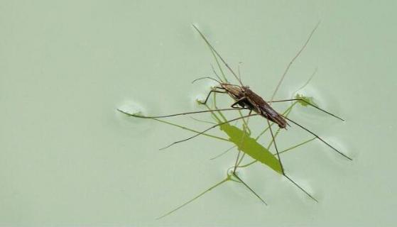 水蜘蛛有毒的吗（蜘蛛泡水里了有毒吗）