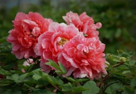 牡丹的花语和寓意是什么（牡丹花语是什么象征着什么）