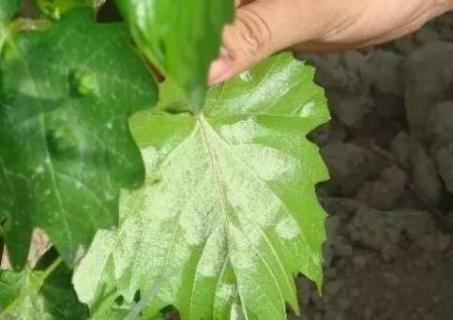 葡萄叶上有白斑怎么办 葡萄叶子长白斑怎么办