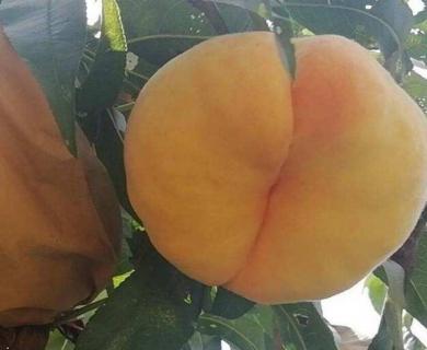 中蟠13号蟠桃的特点 中蟠13号蟠桃的特点是什么