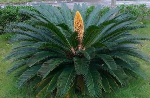 铁树有公母之分吗?（铁树分公母有什么区别）