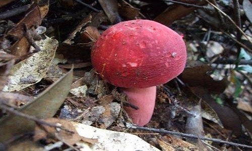 红菇长在什么树下 红菇长在什么树下生长