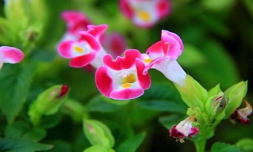 夏堇是多年生吗 夏堇花是多年生吗