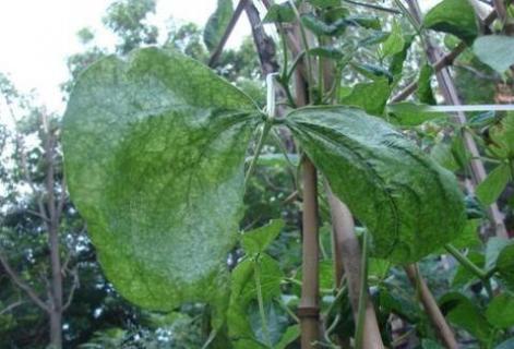 豆角叶子卷曲用什么药（长豆角叶子卷曲小叶打什么药）