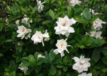 橘子花和栀子花的区别 橘子花栀子花一样吗