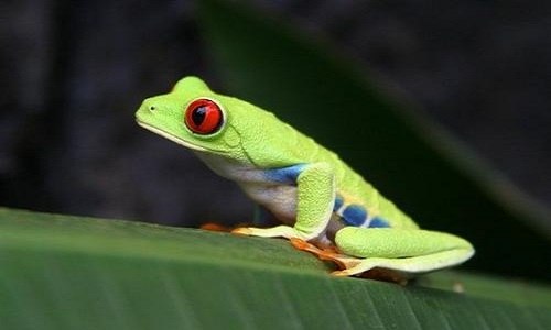 青蛙与蛤蟆的区别 青蛙与蛤蟆的区别ppt