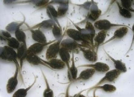 青蛙的蝌蚪和癞蛤蟆的蝌蚪有什么区别