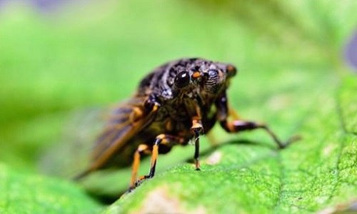 蝉是知了吗 知了是不是蝉