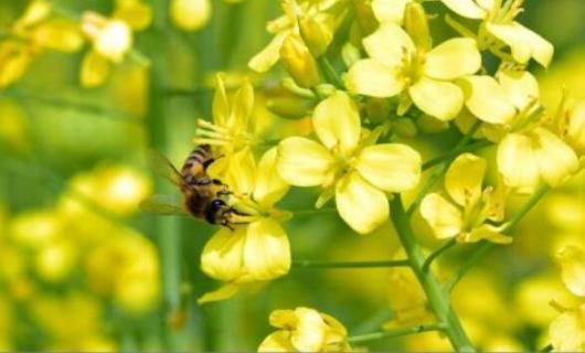 油菜花是单性花吗 油菜花是单性花吗答案