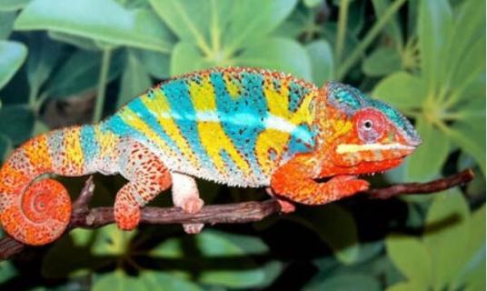 变色龙是蜥蜴吗 变色龙是蜥蜴吗图片