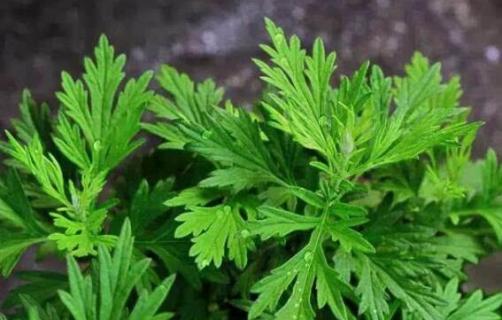 艾草象征着什么 艾草象征着什么意义