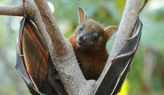 唯一能飞的哺乳动物是什么（唯一能飞行的哺乳动物是什么）