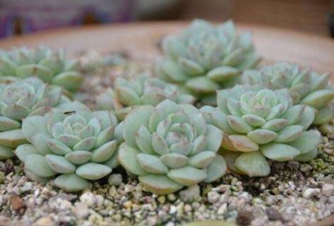 多肉植物喜欢阳光吗 多肉这种植物喜欢阳光吗