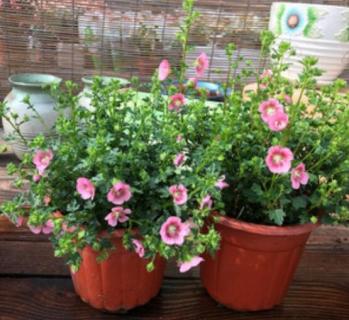 小木槿什么时候打顶 小木槿要打顶吗