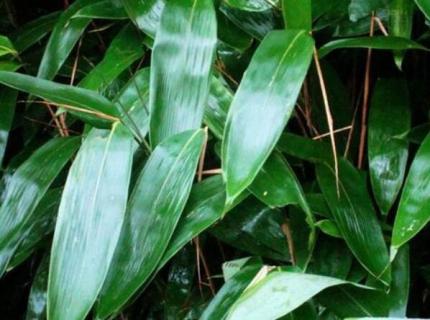 粽叶是竹叶还是芦苇叶 粽叶是竹叶还是芦苇叶呢