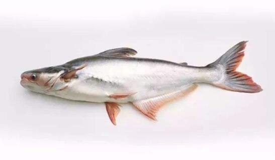 巴沙鱼有没有刺 巴沙鱼有没有刺长什么样