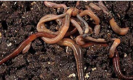 蚯蚓是保护动物吗(蚯蚓是保护动物吗视频)