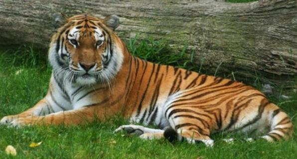 老虎是群居动物吗（老虎是群居动物吗?什么时候的老虎会群居）