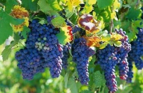 葡萄属于灌木吗（葡萄属于灌木吗为什么）