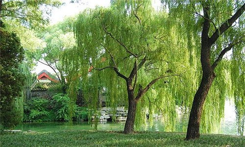 柳树适合在什么地方生长（柳树的生长环境是什么样的）