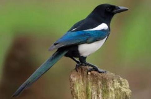 喜鹊和燕子有什么区别（喜鹊和燕子有什么区别图片）