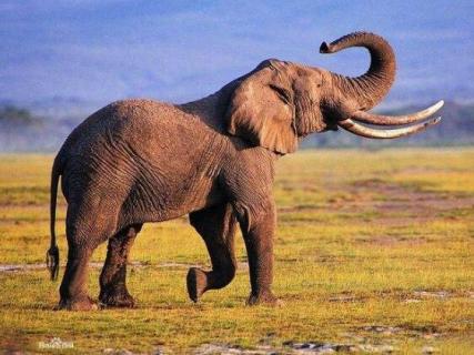 大象是几级保护动物 大象是几级保护动物在印度