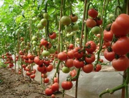 西红柿掐尖方法 西红柿掐尖方法图片