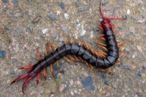 蜈蚣是害虫还是益虫啊（蜈蚣是害虫还是益虫啊图片）