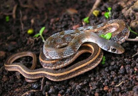 蛇是两栖动物还是爬行动物?(蛇是爬行类还是两栖类)