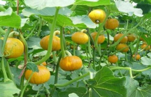 南瓜怎样掐尖打叉（南瓜怎么掐尖打叉）